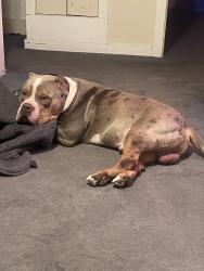 Lost Male Dog last seen Crane street and third ave , Schenectady, NY 12303