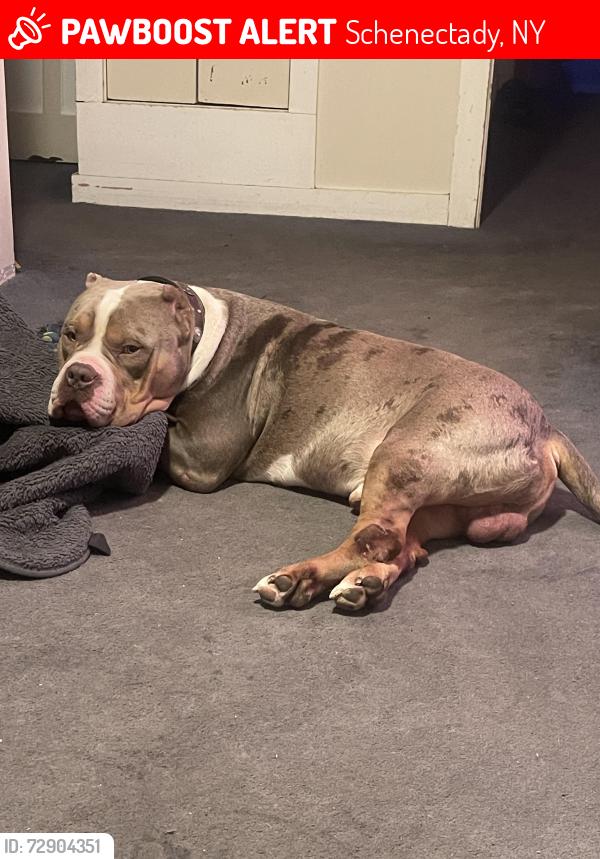 Lost Male Dog last seen Crane street and third ave , Schenectady, NY 12303