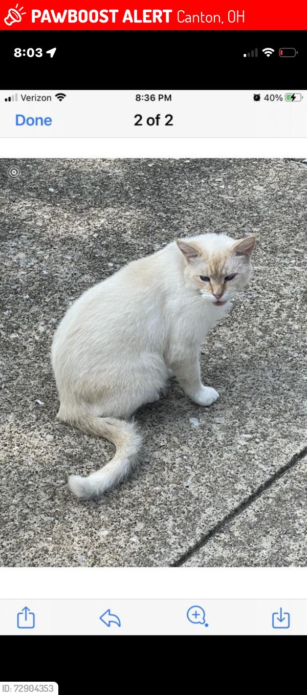 Lost Male Cat last seen Portage Lake O Springs, Canton, OH 44718