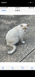 Lost Male Cat last seen Portage Lake O Springs , Canton, OH 44718