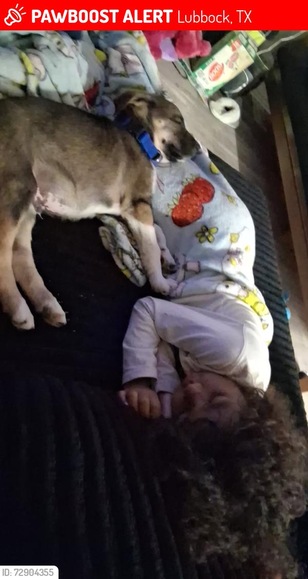 Lost Male Dog last seen 34th & Quaker , Lubbock, TX 79413