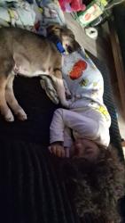 Lost Male Dog last seen 34th & Quaker , Lubbock, TX 79413