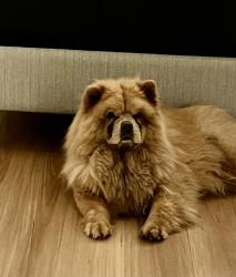 Found/Stray Unknown Dog last seen Greendale place , Burleigh Waters, QLD 4220