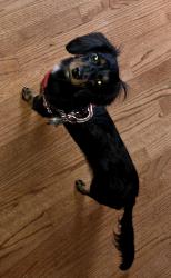 Lost Female Dog last seen Beechmont avenue , Cincinnati, OH 45245