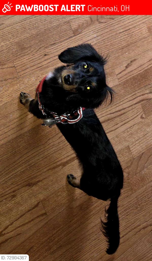 Lost Female Dog last seen Beechmont avenue , Cincinnati, OH 45245