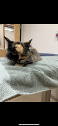 Lost Female Cat last seen Near RUSSELL BROOK ROAD ROSCOE, NY 12776, Roscoe, NY 12776