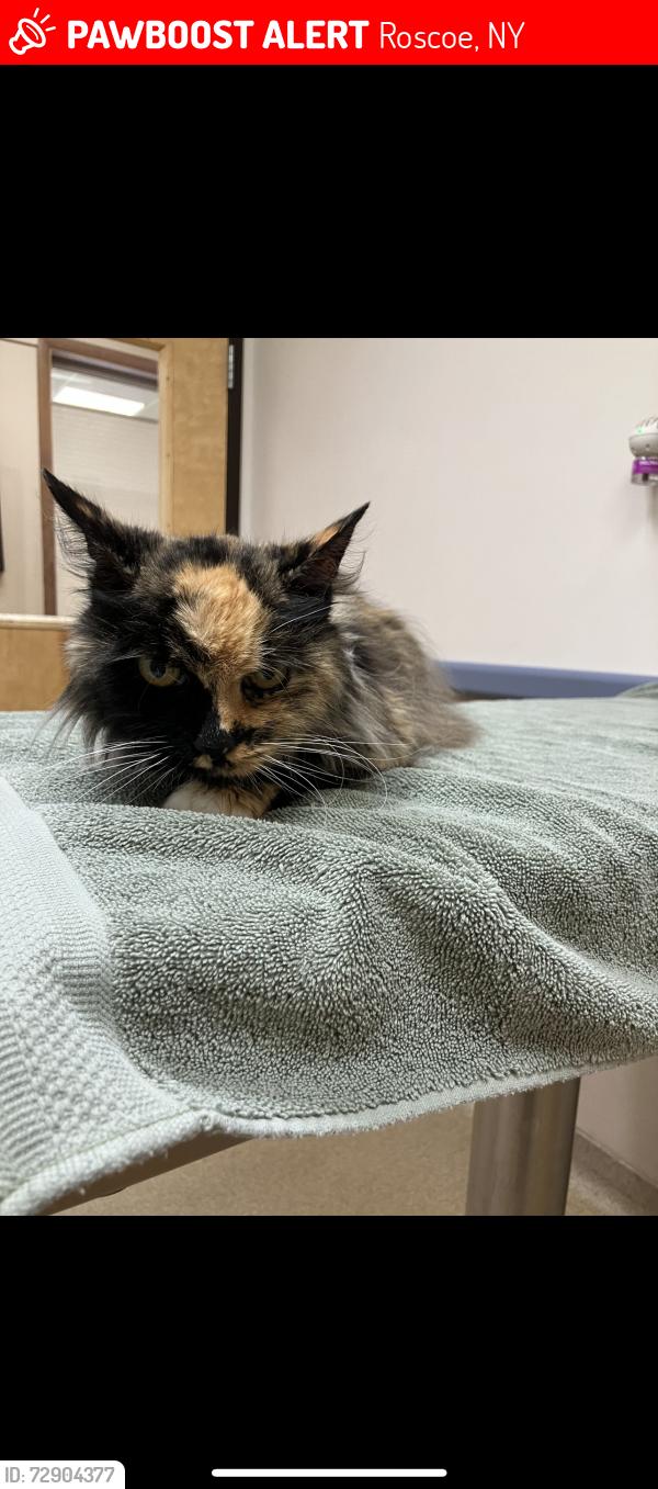 Lost Female Cat last seen Near RUSSELL BROOK ROAD ROSCOE, NY 12776, Roscoe, NY 12776