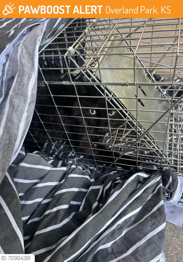 Found/Stray Unknown Cat last seen W 103rd st, Overland Park, KS 66212