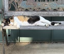 Lost Female Cat last seen Timber Dr/Davis Blvd , North Richland Hills, TX 76182
