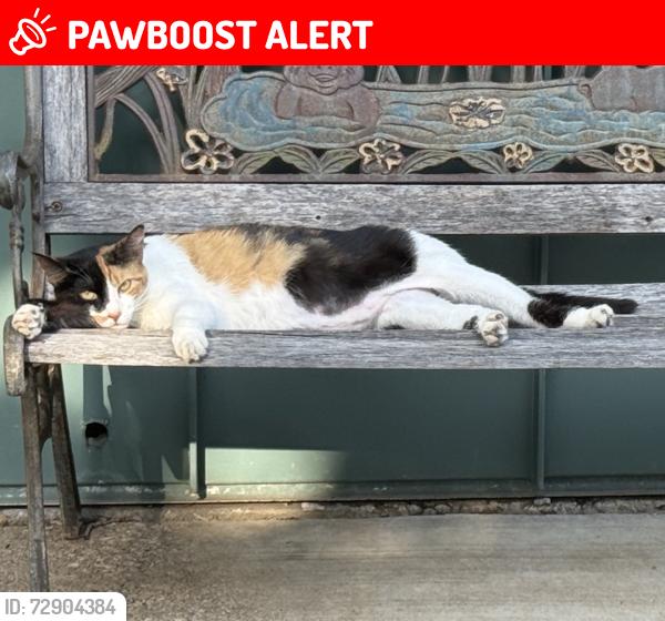 Lost Female Cat last seen Timber Dr/Davis Blvd , North Richland Hills, TX 76182