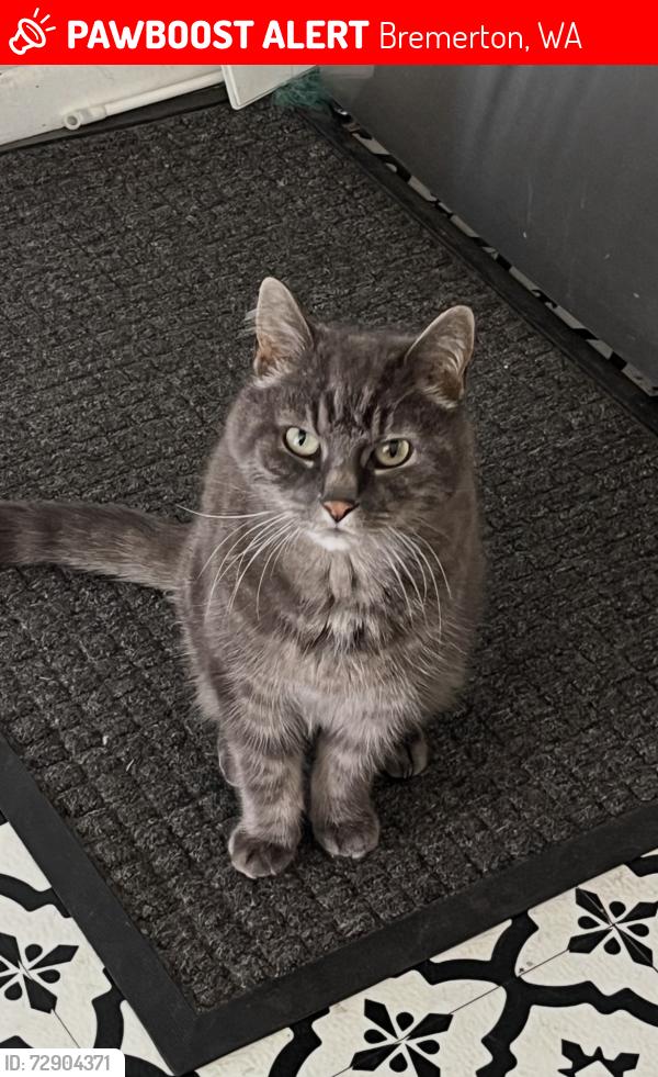 Lost Male Cat last seen 13th and Trenton, Bremerton, WA 98310