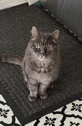 Lost Male Cat last seen 13th and Trenton, Bremerton, WA 98310