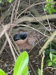 Found/Stray Unknown Cat last seen Deep in a bush on Buckingham Rd on the corner of Balmoral Way, West Midlands, England B65