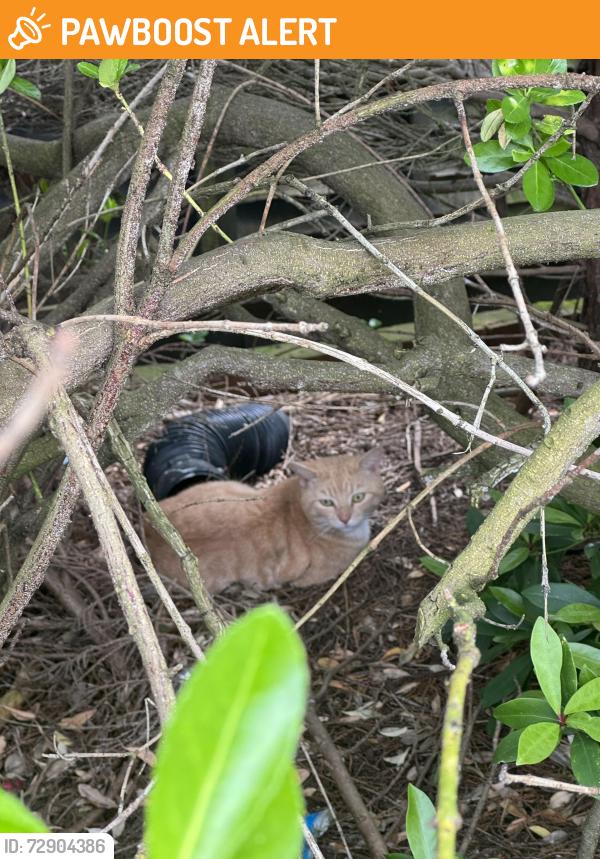 Found/Stray Unknown Cat last seen Deep in a bush on Buckingham Rd on the corner of Balmoral Way, West Midlands, England B65