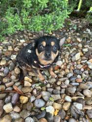 Found/Stray Female Dog last seen Rise road, Corpus Christi, TX 78411
