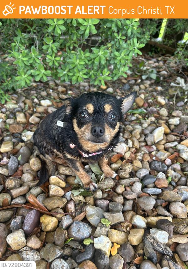 Found/Stray Female Dog last seen Rise road, Corpus Christi, TX 78411
