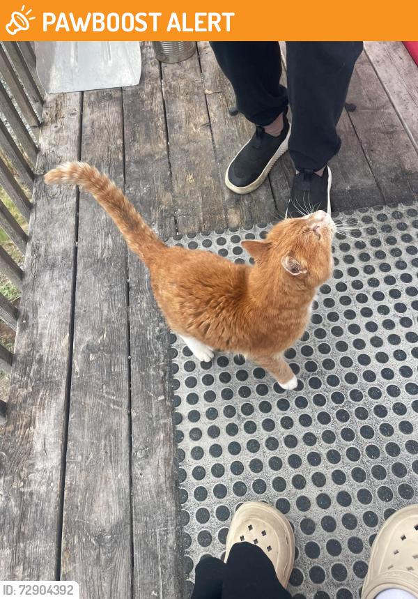 Found/Stray Unknown Cat last seen Near Portugal Cove Road, Portugal Cove-St. Philip's, NL A1M 3K3
