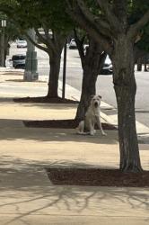 Found/Stray Unknown Dog last seen State Place cndmniums, Memphis, TN 38106