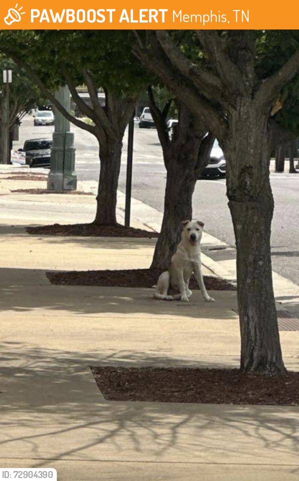 Found/Stray Unknown Dog last seen State Place cndmniums, Memphis, TN 38106