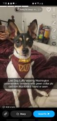 Lost Male Dog last seen lakeside dr lynchburg va , Campbell County, VA 24504