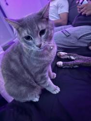 Lost Male Cat last seen Davis rd, Stockton, CA 95209