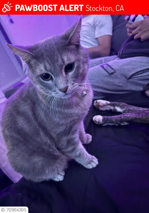 Lost Male Cat last seen Davis rd, Stockton, CA 95209