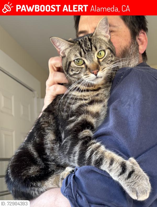Lost Male Cat last seen High Street, Alameda, CA 94501