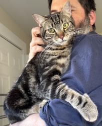 Lost Male Cat last seen High Street, Alameda, CA 94501