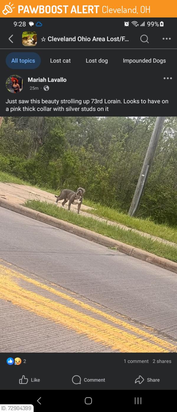 Found/Stray Female Dog last seen Lorain Ave West 73, Cleveland, OH 44109