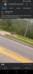 Found/Stray Female Dog last seen Lorain Ave West 73, Cleveland, OH 44109