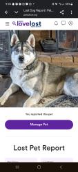 Lost Male Dog last seen Cemetery rd., Coulterville, CA 95311