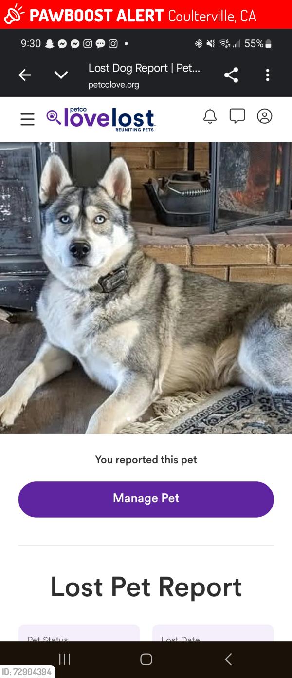 Lost Male Dog last seen Cemetery rd., Coulterville, CA 95311