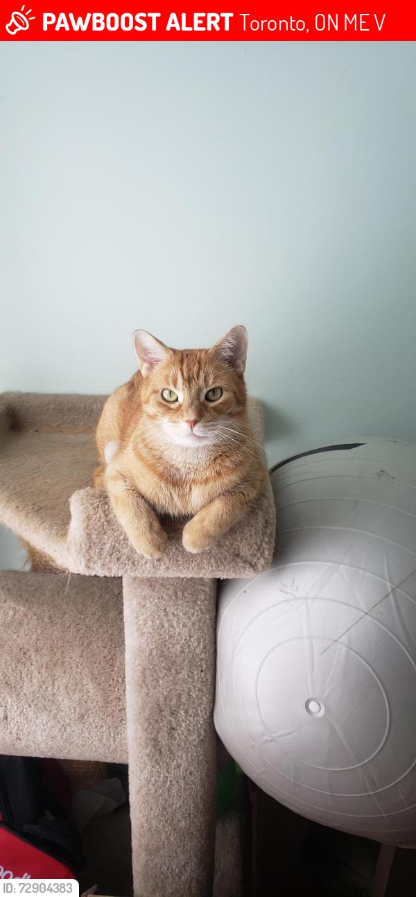 Lost Male Cat last seen Overture road & kingston road, Toronto, ON M1E 2V9