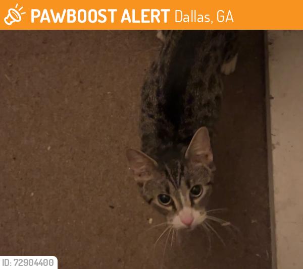Found/Stray Female Cat last seen E. Memorial & Dallas Acworth Hwy, Dallas, GA 30132