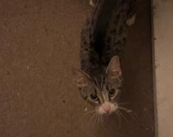 Found/Stray Female Cat last seen E. Memorial & Dallas Acworth Hwy, Dallas, GA 30132