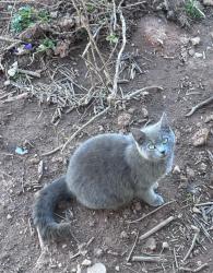 Lost Female Cat last seen Frog pond, Halifax, NS B3P 1T3