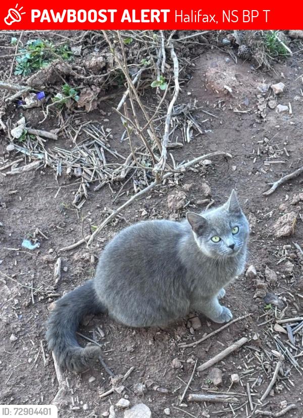 Lost Female Cat last seen Frog pond, Halifax, NS B3P 1T3