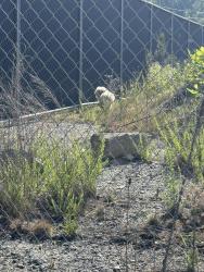 Found/Stray Unknown Dog last seen Behind fenced area, reported to staff, Hendersonville, NC 28792