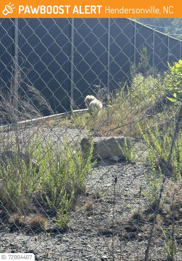Found/Stray Unknown Dog last seen Behind fenced area, reported to staff, Hendersonville, NC 28792
