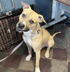 Shelter Stray Male Dog last seen 155th street station/1 train, NEW YORK, NY, 10039, New York, NY 10029
