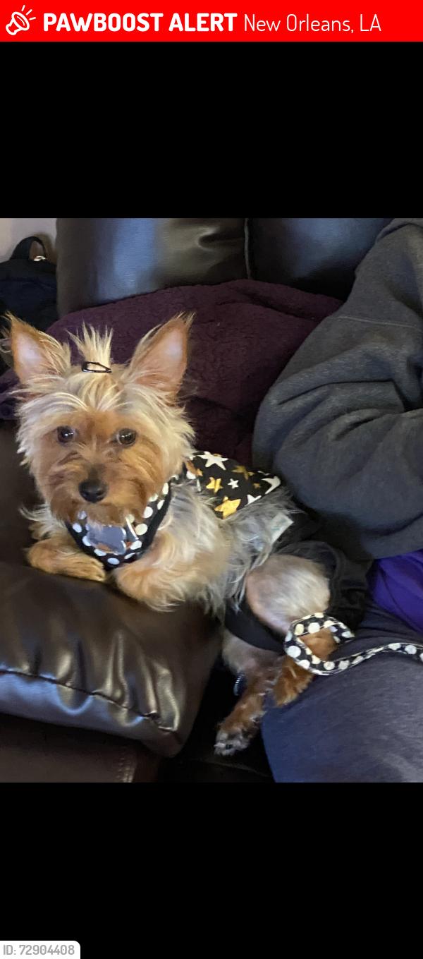 Lost Female Dog last seen Hammond st and Lurline street, New Orleans, LA 70127