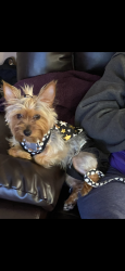 Lost Female Dog last seen Hammond st and Lurline street, New Orleans, LA 70127