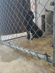 Lost Female Dog last seen Hefner, Oklahoma City, OK 73114