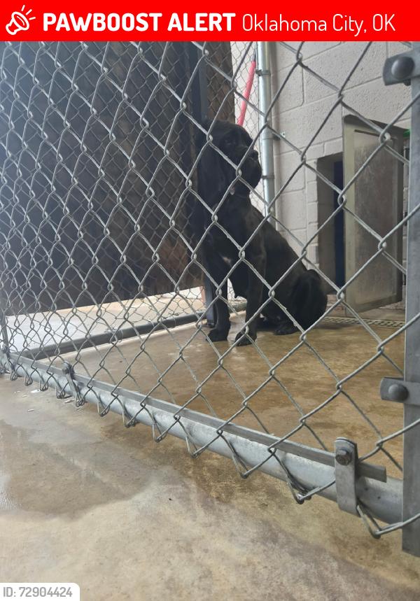 Lost Female Dog last seen Hefner, Oklahoma City, OK 73114
