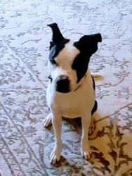 Reunited Male Dog last seen Near 73rd Ave, Philadelphia, PA 19126