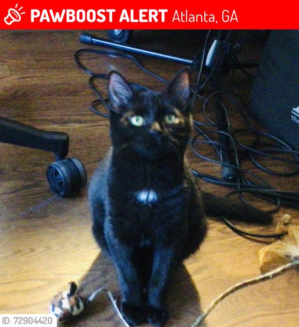 Lost Male Cat last seen Near Clay Street NE 30317, Atlanta, GA 30317