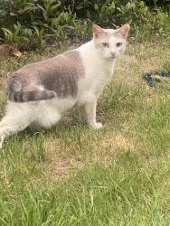 Reunited Female Cat last seen Highway 5 , Fairview, TX 75069