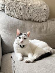 Lost Female Cat last seen River Oaks apmts, Oceanside, CA 92057