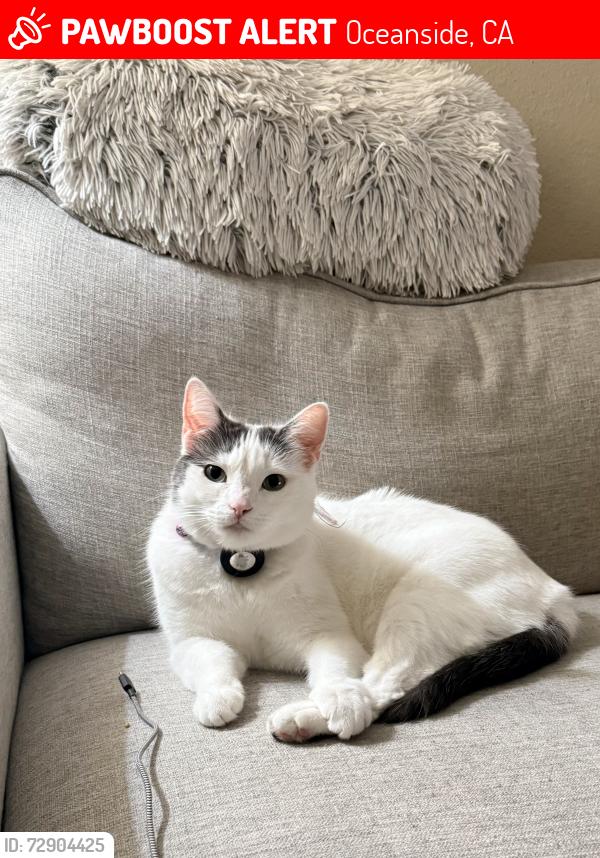 Lost Female Cat last seen River Oaks apmts, Oceanside, CA 92057