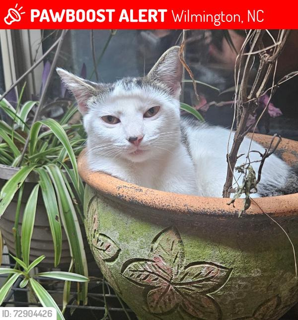 Lost Female Cat last seen Waltmoor & Bethel near wade park, Wilmington, NC 28409